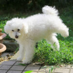 犬がトイレの失敗を繰り返す。3つの原因と対策方法